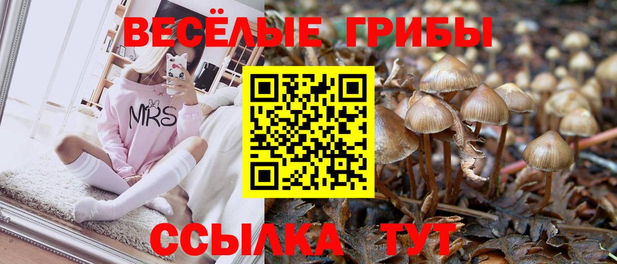 Галлюциногенные грибы Psilocybine cubensis Бийск